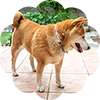犬の写真