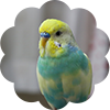 鳥の写真